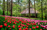 Garven Gardens Tulips HDR 2014 1